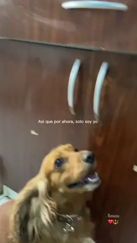 #CapCut 