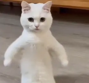 Mèo lái xe 🤣