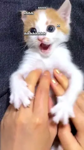 Interesting kitten.😍#cutecat #catsoftiktok #cutekitty #kittycat #meow #happycat #funnycat #fyp #funnyvideos 