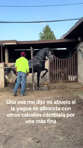 #parati #fyp #rancho #caballobailadorconbanda #caballosbailadores #equestrianlife #caballoespañol #caballoandaluz #