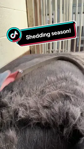 Just some shedding #asmr #turnouttips #horsegrooming #equinegroom #equestrianlife #professionalgroom #horsesofinstagram #equestrian 