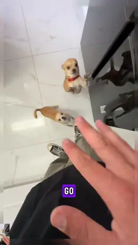 kuchi kuchi to niki 😂 #pet #foryou #PetsOfTikTok 