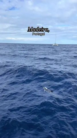 Something everyone should experience! #dolphins #madeira 
