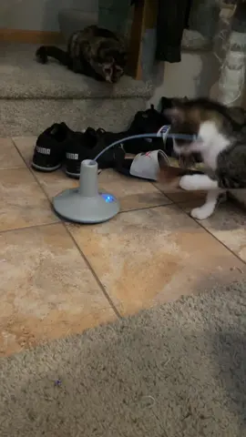 My cat has beef with this automatic spinning toy #fyp #foryourpage #funny #catlover #catsoftiktok #fiestyboi #cats #automaticcattoy 