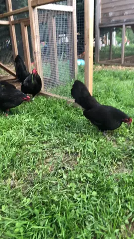 Few more of my blacks #oldenglishgamebantams #oegb #oeg #bantam #bantamsoftiktok #chickenbreeder #chicken #fyp #foru #foryoupage #foryou #showbirds #blackoegb 