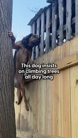 Dog wakes up and climbs two trees every day  😅 Our producer, @Anita talked to her parents about her daily climbing routine and what she sees on the other side of the fence! To help save more dogs like Nola head to @northcountrypetadoption on Instagram  And follow @NoseyNola for more of her daily routine!