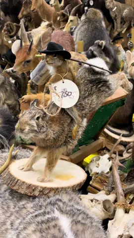 Spend the afternoon with me at the @Oddities & Curiosities Expo 🔮! #OdditiesExpo #Minneapolis #Macabre #DeadStuff 