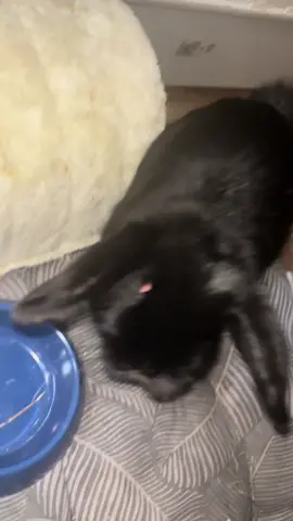 #rabbit #bunny #królik #królikminiaturka #mysz #myszka #myszokrowa #pet #minilop #minilopbunny 