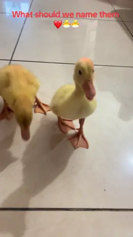 What should we name them #baby #ducks #farm #mercedescestaro 