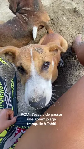 Tu as compris ? 🤨#tahiti #plage #beach #dog #cute 