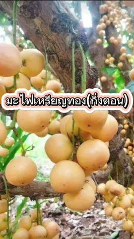 📣🍀ต้นพันธุ์มะไฟเหรียญทองสยาม🍀 มาเเล้วค่ะ ต้นพันธุ์เป็นเเบบกิ่งตอน ใช้เวลาปลูก1ปีก็ออกผลเเล้ว เป็นสายพันธุ์ต้นเตี้ยปลูกลงกระถางได้ ต้นพันธุ์สูง 40-50เซนติเมตร ลักษณะเด่นของพันธุ์นี้ เป็นมะไฟที่ปลูกง่ายโตเร็ว สามารถปลูกได้ทุกพื้นที่ มะไฟทองสยามออกผลทะวาย 1 ปี ออกลูก3ครั้ง ให้ผลดก60-70กิโลกรัมต่อ1ต้น ที่สำคัญคือผลมีรสชาติหวานไม่เปรี้ยวเลยค่ะ ทางร้านมีมะไฟหลายสายพันธุ์เลยนะค่ะกดเลือกที่ตระกร้าได้เลยค่ะ ✅รับประกันสายพันธุ์เเท้ ✅สินค้าเสียหายระหว่างขนส่งเครมฟรี ✅เก็บเงินปลายทาง #มะไฟ #มะไฟเหรียญทอง #มะไฟทองสยาม #ต้นไม้ #ปลูกต้นไม้ #ผลไม้ #tiktok #เกษตรกร #เกษตร #เกษตรอินทรีย์ #เกษตรผสมผสาน #ฤดูฝน #ชาวสวน #พันธุ์ไม้  #พันธุ์ไม้สวนโชติมณี 