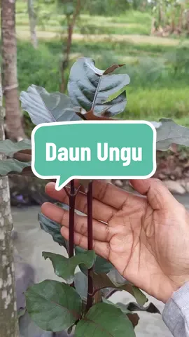 Tanaman daun wungu, secara empitis digunakan untuk terapi ambeien, bisul, sembelit, isk, dll #daunungu #daunwungu #handeuleum #tanamanherbal #ambeien 