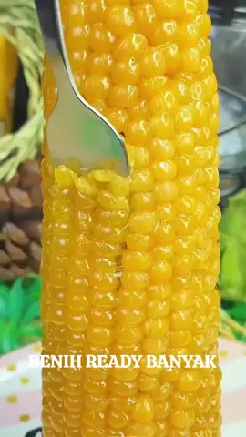 JAGUNG PULUT MANIS MADU #manis 