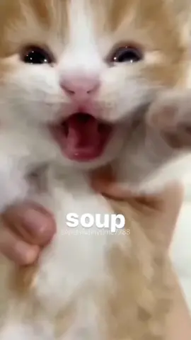 Talking kittens 🐱 #cat #cats #cutecat #catlover #catsoftiktok #fyp #fypシ #foryou #foryoupage #funny #funnycat #funnyvideos #funnyanimals #funnytiktok #kitty 