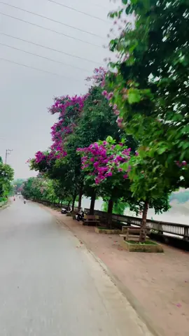 Hoa bằng lăng nở rộ - nhuộm tím một góc phố Yên Bái #langthang #langthangđườngphố #yenbai #vanyen #yenbai21 #canhdep #canhdepthiennhien 