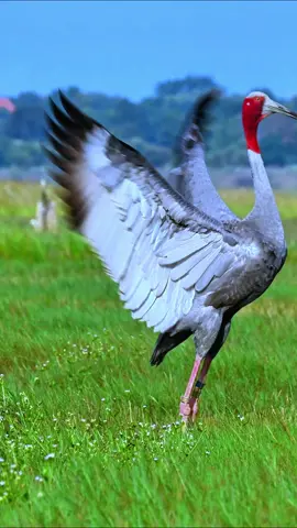 The world's tallest crane, draped in a red 'scarf'.Sarus Crane (Grus antigone).#bird #crane #saruscrane 