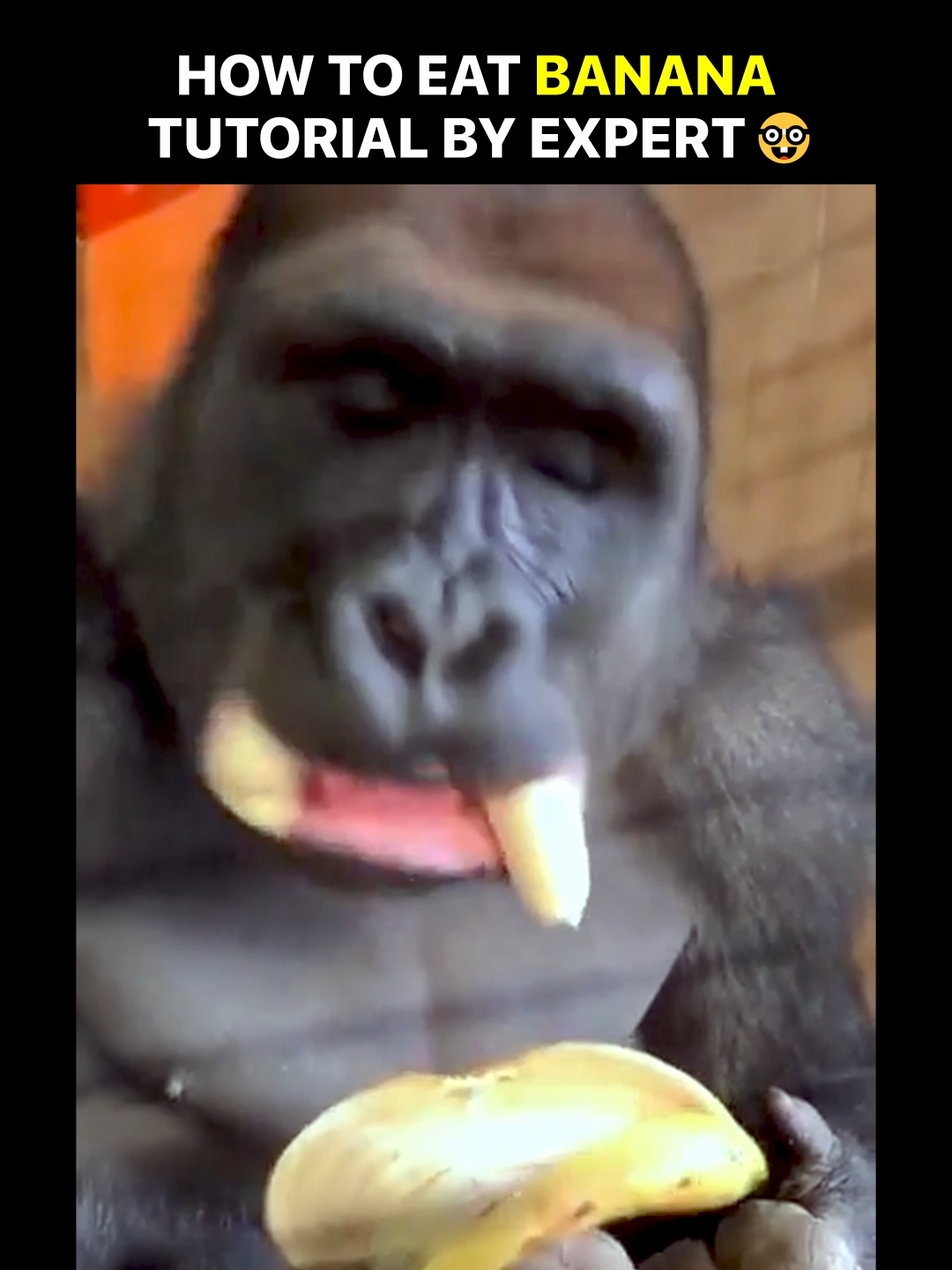 Expert Banana Eater 🍌 #howtoeatabanana #gorilla #gorillaeating #correctway #eatingtutorial #banana #unexpectedending #waitforit #fypツ