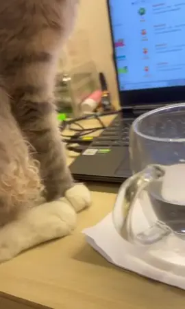 小丑竟然是我自己🥲#貓咪#貓咪的迷惑行為#貓咪日常#搞笑 