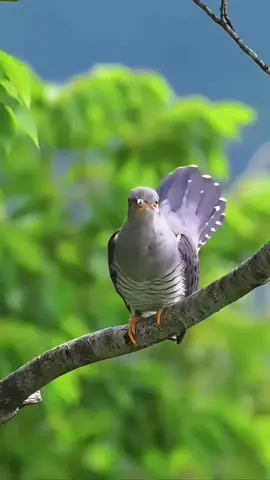 mais que passarinho mais danadinho 😲😱😂 #curiosidades #animaisnotiktok #natureza #cuco 
