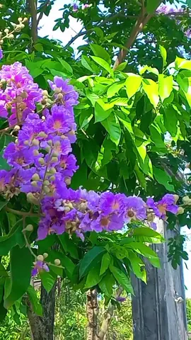 Hoa bằng lăng tím...kỉ niệm một thời không thể quên...#hoa #hoabanglang 