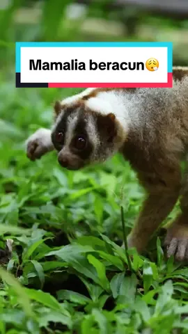 Mereka emang kaya boneka, tapi jangan kepikiran untuk meluk ya! Mereka beracun☝🏻 #slowloris #kukangjawa #Bali #BaliZoo #Zoo #Venom #mamalia 