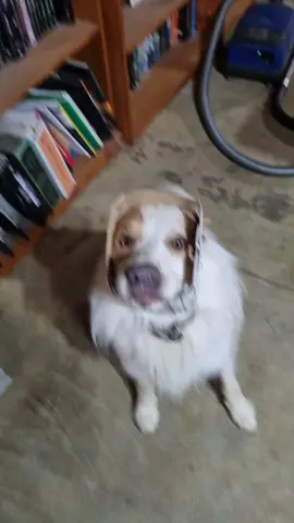 not sure how he got in there but it was funny #dogsoftiktok #bordercollie #wheaten #wheatenbordercollie #stuck #stuckinabox 