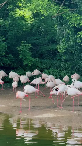 Fun fact: A group of flamingos is called a flamboyance & they sleep while standing on one leg with their head placed on their backs. . . . . . . . . . . #lyon #france #flamingo #animals #nature #birds #flamingos #lfl #l4l #zoo #funfacts #animalsoftiktok #fyp #pink #naturevibes #lyonnais #parc #francetiktok 