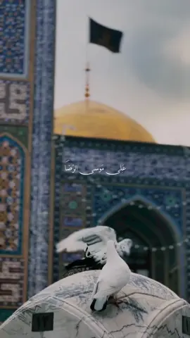 غير أنتَ الّرضَا ورايَد رِضاك 🕊️🤍. #انيس_النفوس ##ولادة_الامام_الرضا_عليه_السلام #ياعلي_بن_موسى_الرضا 