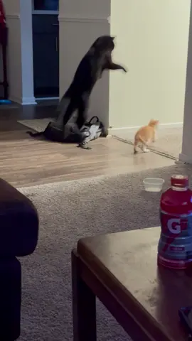 🥴🥴🥴#funny #PetsOfTikTok #pets #kittycat #kitten #cat #catsoftiktok #kittenlove #cattok #orangecat #orangekitten #kittentok #blackcat #blackkitten #funnycat #kittensoftiktok #kittens #cats #catsplaying 