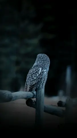 Owl البومة #البومة #الرعب #حيوانات #الخيال #Imagination  #owl #nature #animals #explore #pets #sniper #fyp #viral #foryoupage #thewolfofwallstreet 