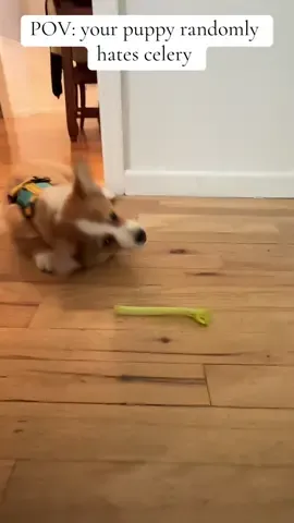 Wally woo #wally #corgi 