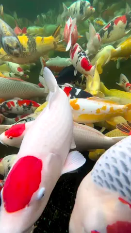 Wich one would you choose for your koi pond?🤩💥🐟 #beautifulcarp #koipond #pond #koipassion #carppassion #koi #carp #fishaddict #koicarp #fishing #fyp #carppond #everyone #beauty #karpfen #karper #carpe #fish #foryou #nature #fishoftheday #viral #follow #carptok #carpfishing #follow 