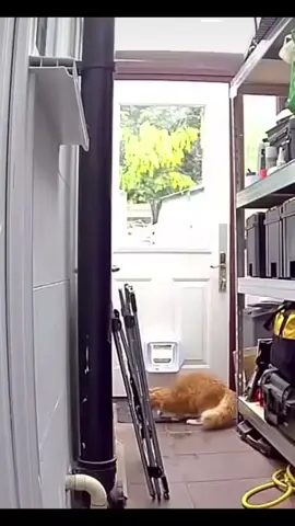 @Jake 🐺 u asked for it i made it #slowmotion #cat #flyingcat #bird #fail #funny #funnycats #fyp #viral 