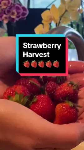 Harvesting strawberries from my garden for breakfast #harvesttime #gardenharvest #strawberries #harvesting 