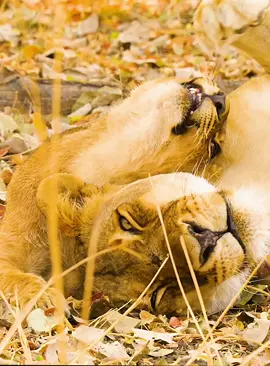 Part 1#fyp #lion #wildanimals #foryoupage 