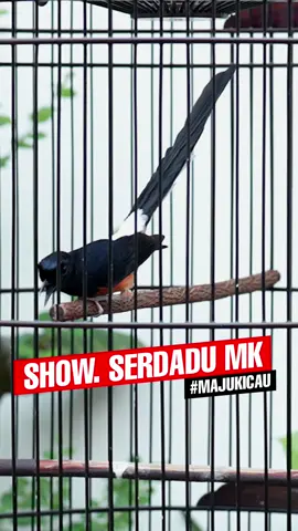 Serdadu mk mempesona nda 😍 point utamanya ini bukan burung tipe nakal, buang lagunya duduk nyaman! materi enak, volume tembus, umur 2 tahunan (ring majukicau). dari anakan chemong. cek mahar silahkan dm #idolamk #serdadumk #muraibatu 