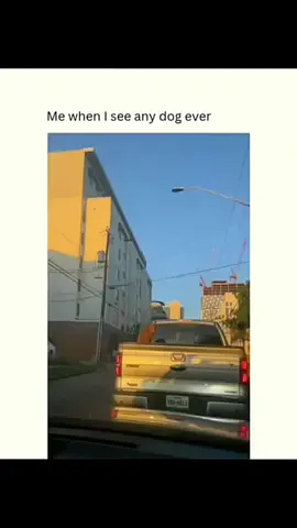 Funny dogs compilation #funnydog #funnypet #cutedog #dogoftiktok #doglover #dog 