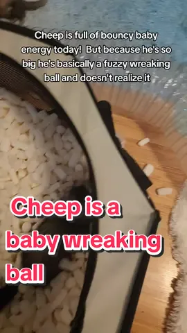 Cheep is a baby wreaking ball🍪🥔💨 #cheepgoyeet #ferretsoftiktok #ferret #ferrets #wholesome 
