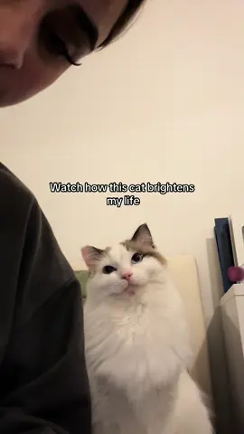 How is this little fluff even real?🥺#catsoftiktok #ragdollcat #viral #fy #cat #ragdollkatze #foryoupage #fyp #katze 