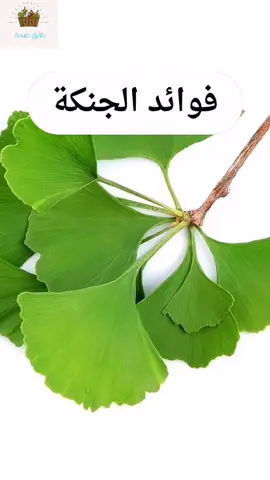 فوائد الجنكة