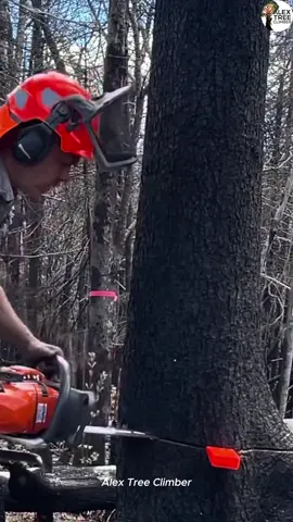 Tree Cut Down #usa #usa_tiktok #treeservice #chainsaw #treefelling