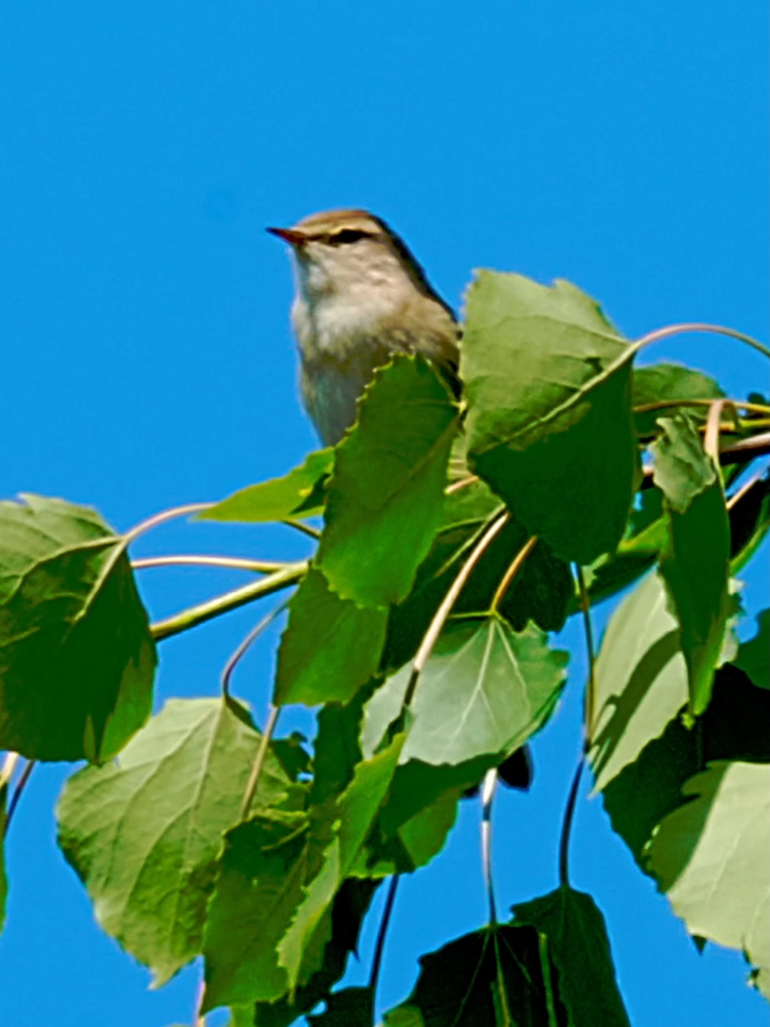 The willow warbler - Phylloscopus trochilus  #birds #birdsoftiktok #birdswatcher #birdsphotography #nature #birdssinging #birdsounds #fyp #fypシ #fy #nature #naturephoto #wildlife #birdsong
