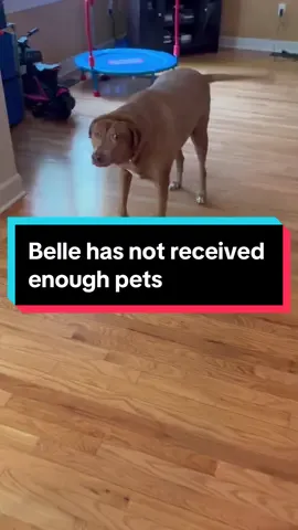 What happens when we don’t meet Belle’s pet quota for the day? #fyp #fypシ゚viral #dogsoftiktok #bellebows #pet 