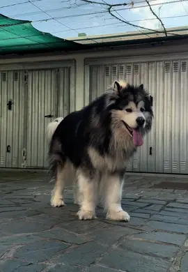 #lupoalaskanmalamute #alaskanmalamute #dog #dogs #wolfdog #wolf #lupo #Love #viral #viraltiktok #perte #neiperte #foryou #foryoupage #tiktok #puppy #bestfriend #friends #friends #sweet #puppylove #puppytiktok #puppydog #puppylife #life #peluche #beautiful #fluffy #malamute 