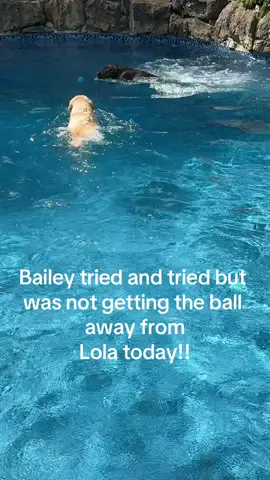 First of many swims to come! #summer2024 #swim #labs #dogsoftiktok #labsoftiktok #lablove #yellowlab #chocolatelab #laboftheday 