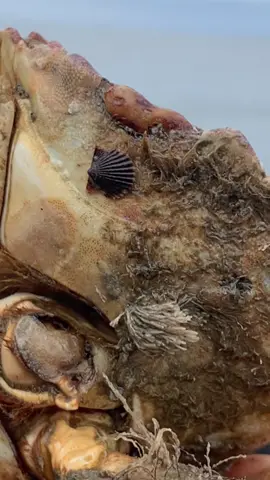 The Barnacle Chronicles Microscopic Scalop #fyp #crab #seafood #oceanlife #barnacleremoval #friendliestcatch @DavidB @BarnaclEric 