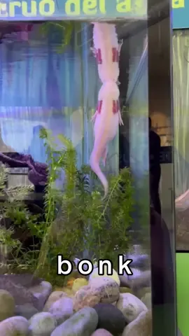 Se golpeo con la superficie, f #ajolote #axolotl #bonk #fypシ゚ 