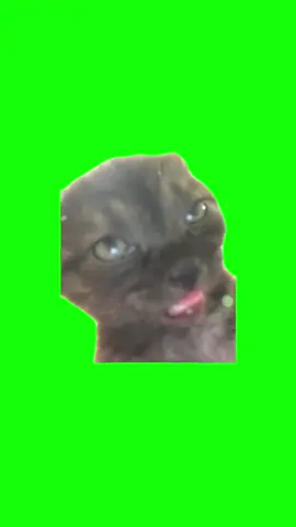 Cat  pretending to be dead meme green screen #greenscreen #green #screenshot #CAT  