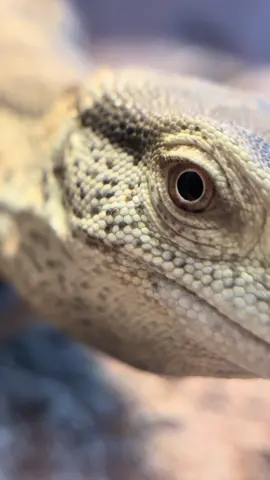 The eyes of a monitor lizard are filled with so much wonder and intruige.  #lizard #lizards #monitorlizard #whitethroatedmonitor #savannahmonitor #reptiles #reptilesoftiktok 