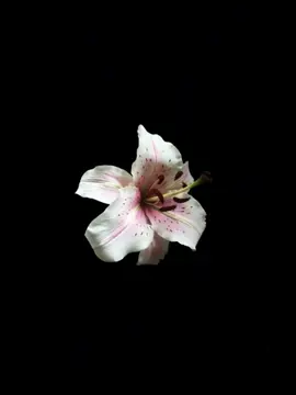 || Thank God for flowers || #flowers #flowersedit #flowers #moodboerd #photos #capcut #aesthetic #fyp #blackbackground #☕️☕️☕️ 